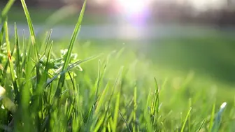 Recurring-Revenue Organic Lawn Care Business, Fairfield County CT