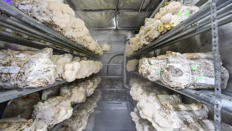 Inside the gourmet mushroom cultivation lab — Lion's Mane fruiting bodies bursting from labeled substrate bags on commercial steel racks, bathed in humidity in