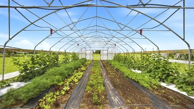 State-of-the art controlled growing environment for year-round production.  Automated Overhead and Drip Irrigation