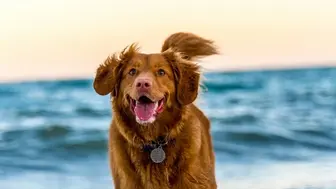 20 Years Established, Open and Operating Pet Services Franchise Resale