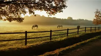 Profitable Equine Supply Store for Sale