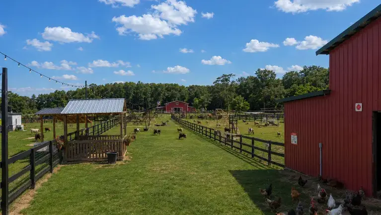Animal Petting Area