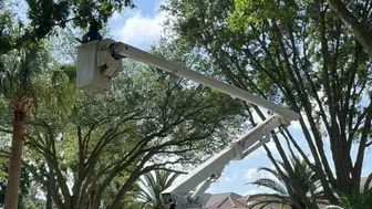 Established Tree Services Business - Orlando, Fl