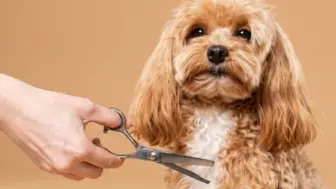 Piedmont Triad Area Mobile Pet Grooming Business with 3 Sprinter Vans.