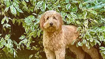 Highly Profitable National Premium Puppy Breeding Business