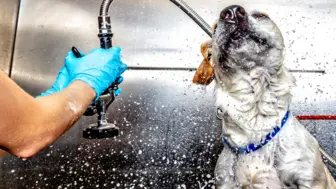 Established Pet Salon & Shop | SoCal | Strong Repeat Clientele