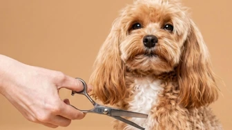 Piedmont Triad Area Mobile Pet Grooming Business with 3 Sprinter Vans.