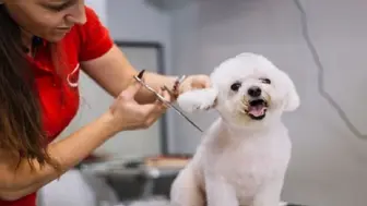 Award-Winning Pet Grooming Salon