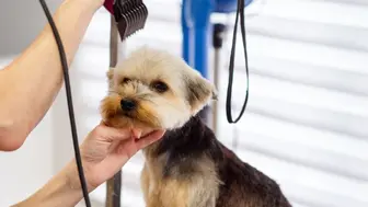 Established Pet Grooming Salon & More - Turnkey Opportunity!!