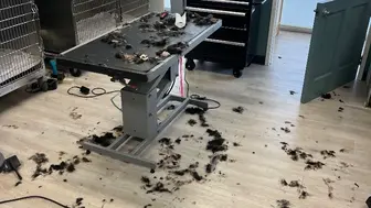 Established pet salon in the South Bay with 3 talented groomers