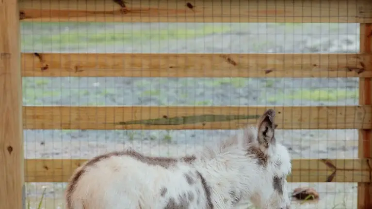 The custom barn comes complete with a maintenance shop and dedicated donkey and goat stables, making it a natural fit for kids' birthday parties, goat yoga, an The custom barn comes complete with a maintenance shop and dedicated donkey and goat stables, making it a natural fit for kids' birthday parties, goat yoga, an