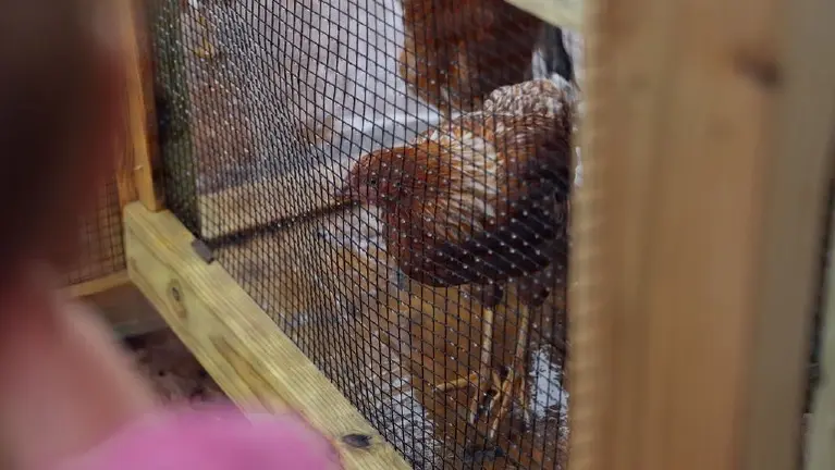 A custom-built chicken coop and aviary sets the stage for Clucktails, a one-of-a-kind experience that gives buyers a signature attraction no one else in the re A custom-built chicken coop and aviary sets the stage for Clucktails, a one-of-a-kind experience that gives buyers a signature attraction no one else in the re