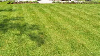 Lawn Care Service and Maintenance