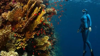 Established Marine Rental Business in Sarasota / Tampa Bay