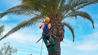 Tree Service Company-Est 1980-Serving the Greater San Francisco Area