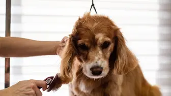 Pet Store & Grooming