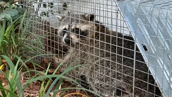 Very Profitable  Wildlife Removal Business Recession Proof!