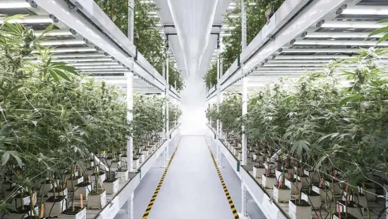 Established Cultivation Facility Established Cultivation Facility
