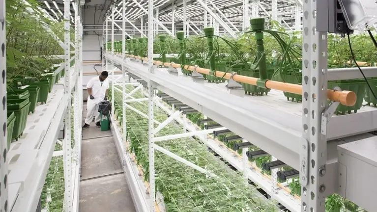 Established Cultivation Facility Established Cultivation Facility