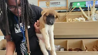 Reduced For Quick Sale-Pet Store & Self Dog Wash