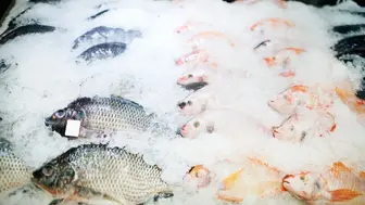 Highly Profitable Semi- Passive Fish Market