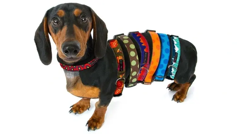 Original dog collars and accessories brand! Original dog collars and accessories brand!