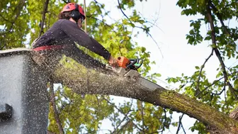 Established Tree Service Business | $150K–$175K SDE | Seller Financing