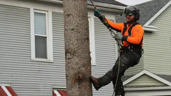 AI Proof - Profitable Established Tree Service Business - Collin Co.