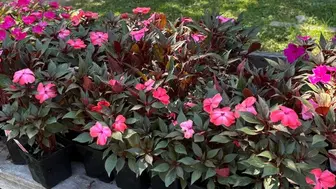 Established Landscaping Company – Long Island, NY