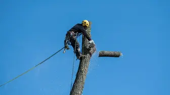 Commercial Tree Trimming