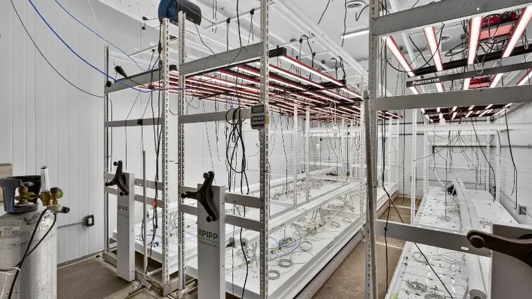Purpose-built indoor cultivation room at 1661 Cota Ave in Long Beach featuring two-tier Pipp mobile racking, cultivation lighting, irrigation and environmental