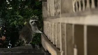 Pest, Wildlife & Property Protection Company
