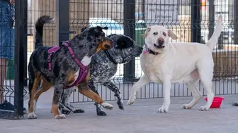 Dog Kennel Day Care & Grooming Business
