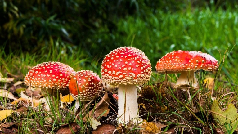 Mushroom Mushroom