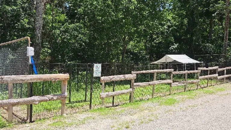 Dog Run Dog Run