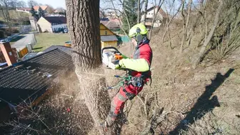 Established Tree Service & Landscaping Company Suffolk County NY