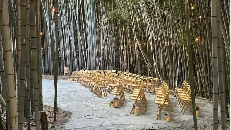 Bamboo Forest