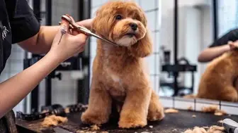 Established Dog Grooming, Training & Specialty Pet Supply Business
