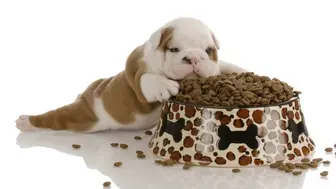 Pet Food and More #3076