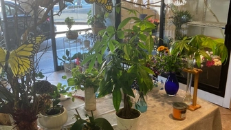 Flower Shop in Beach Cities, Newport/Costa Mesa area // Est. 20 years