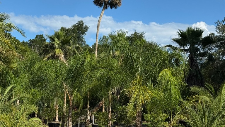 Palm Tree Inventory 